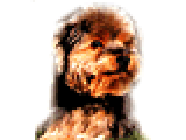 Toilettage Canin La Toutouniere animalerie (fabrication, vente en gros de matériel, fournitures)