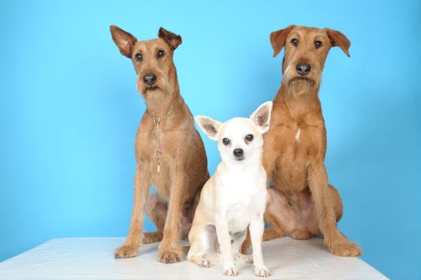 Armelle Toiletteuse Chiens Et Chats