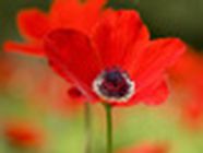 Fraisse Cécile psychologue