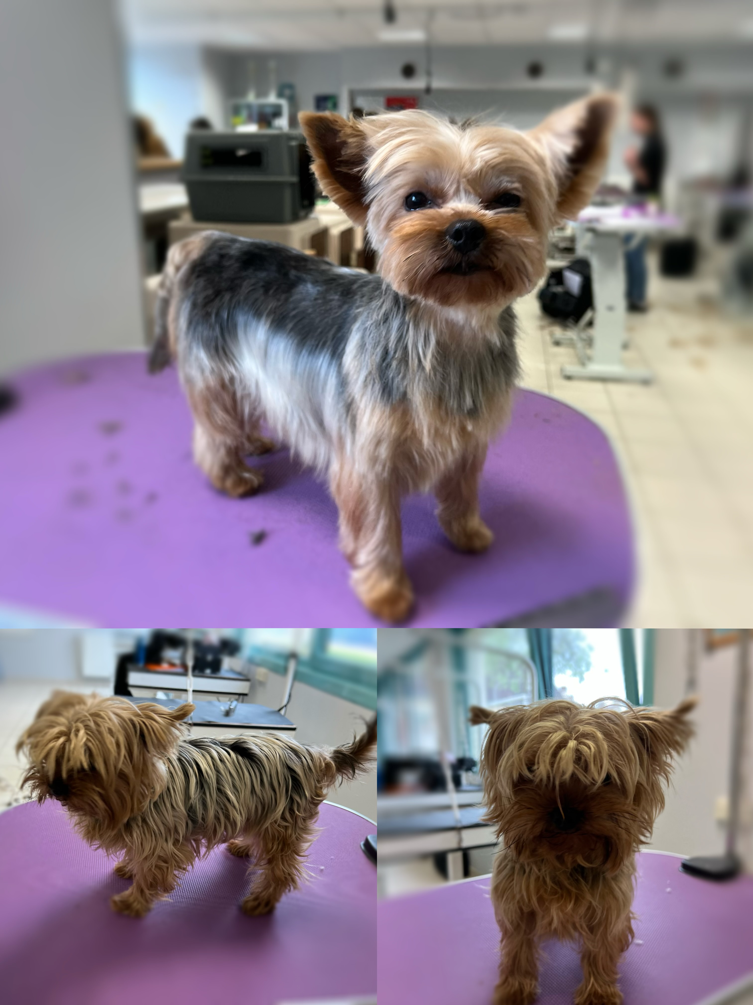 Miniature de la galerie