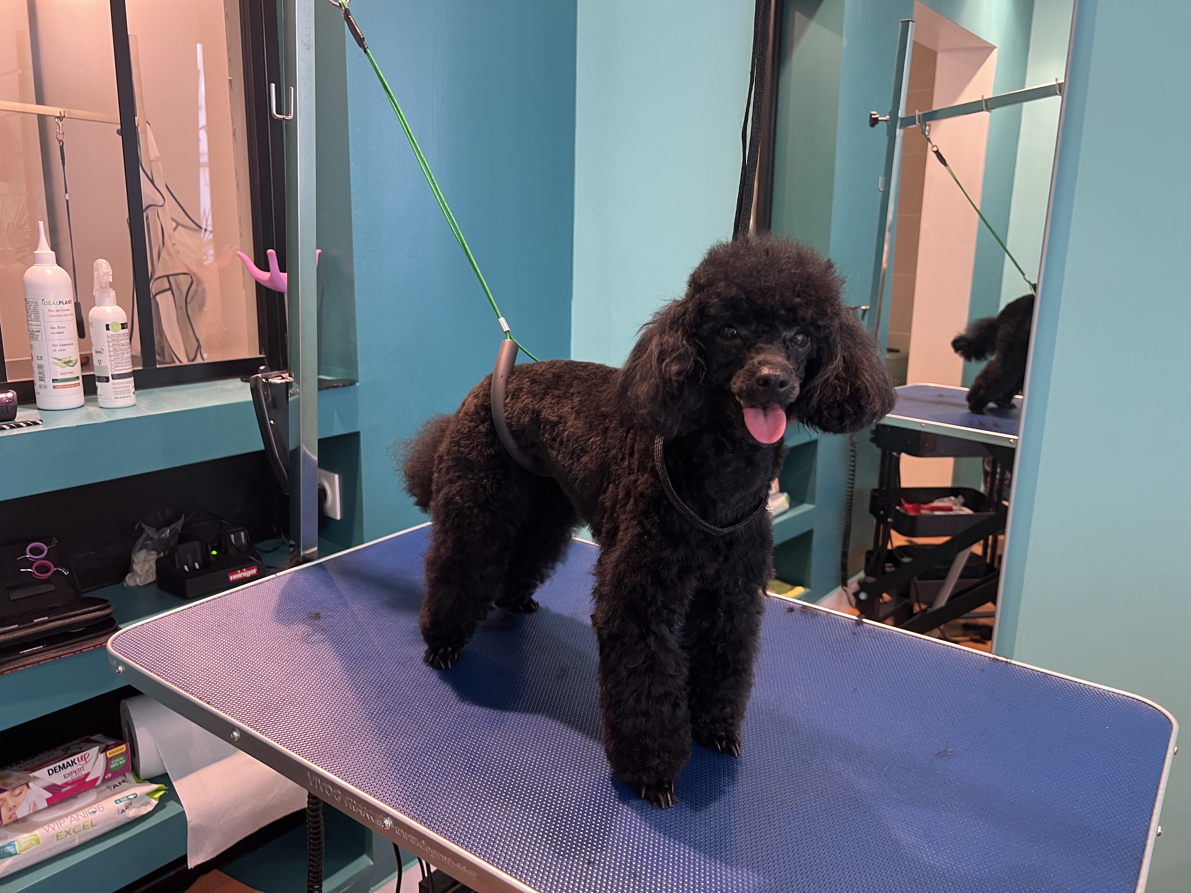 Miniature de la galerie