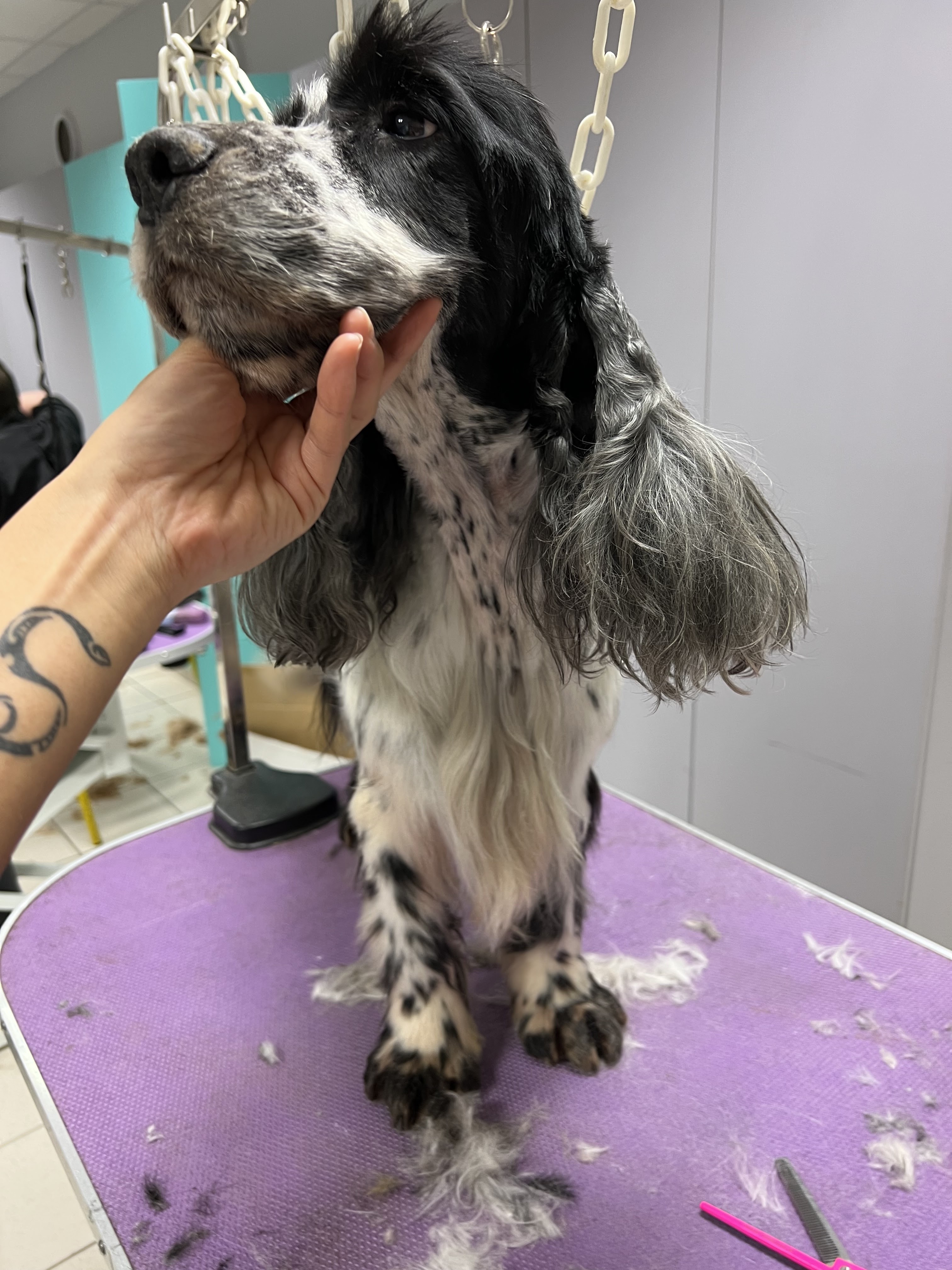 Miniature de la galerie