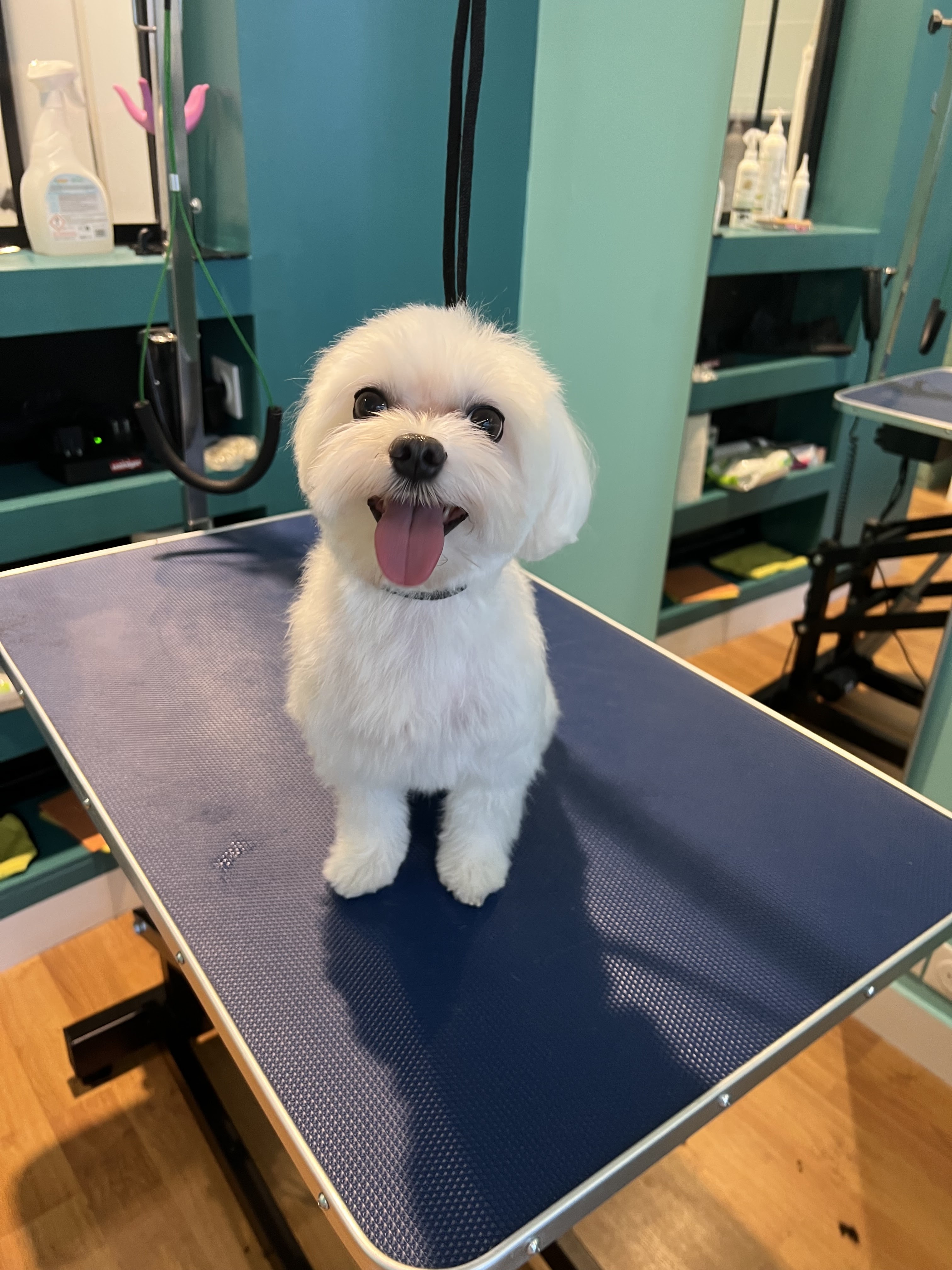 Miniature de la galerie