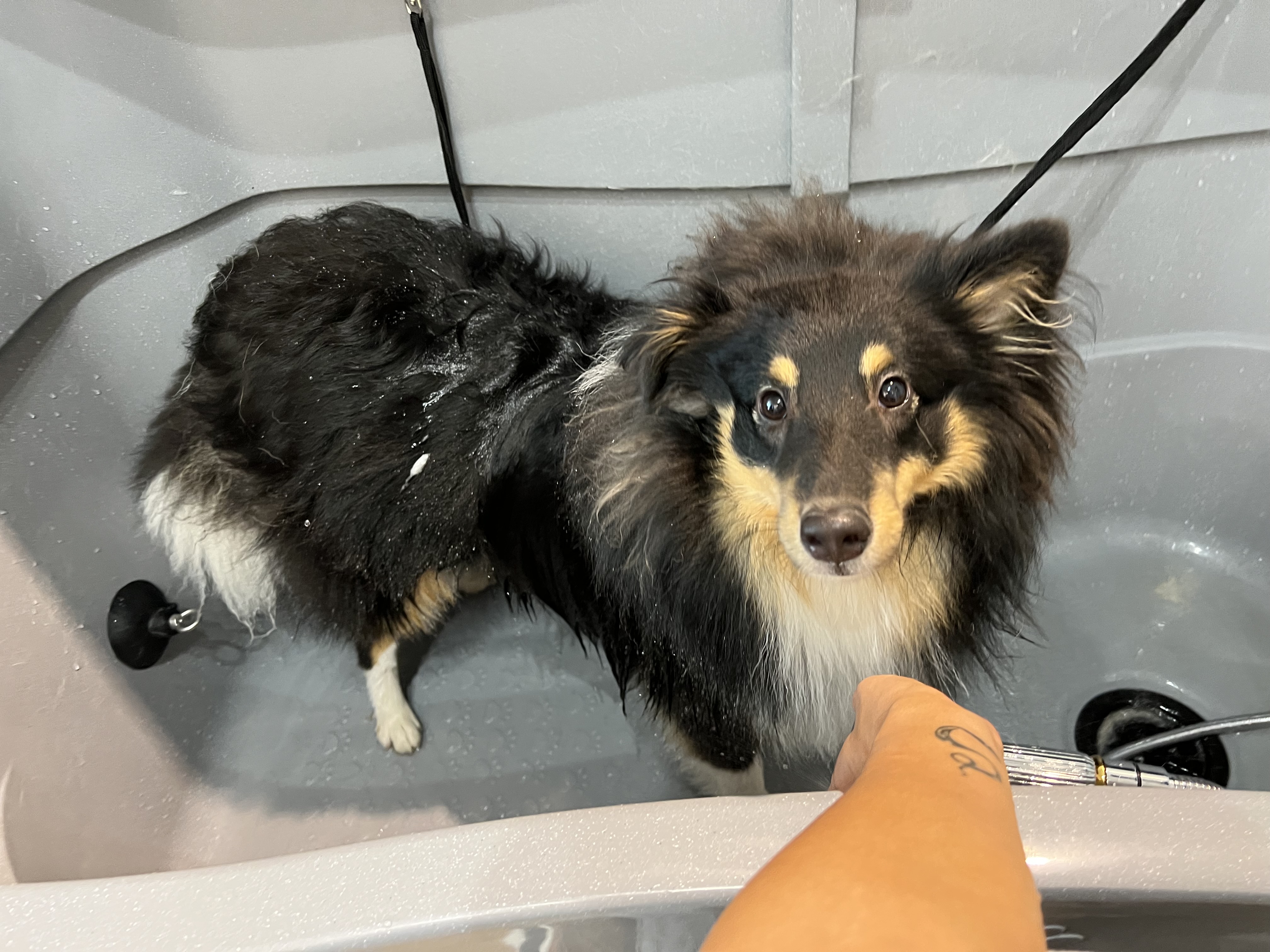 Miniature de la galerie