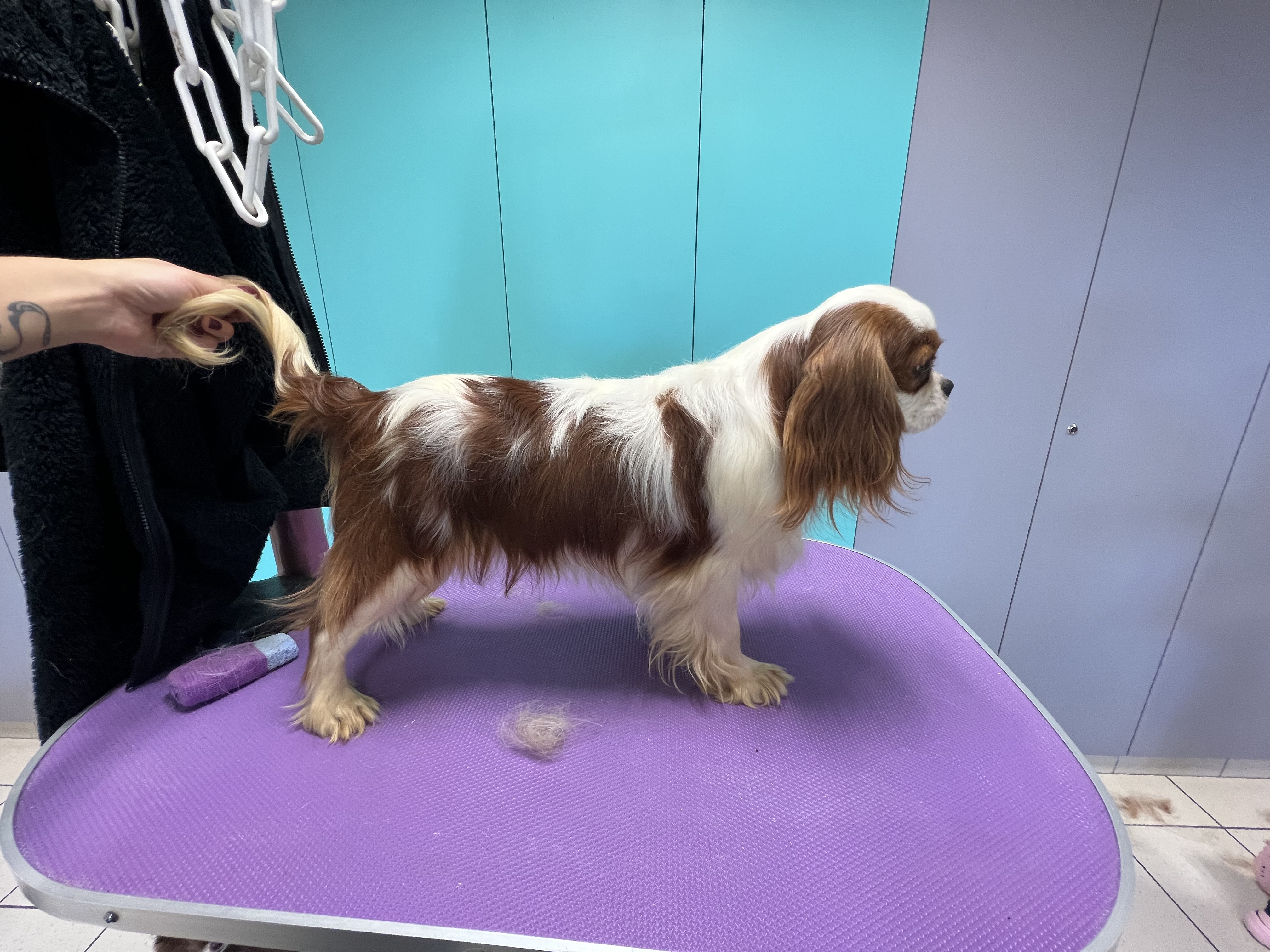 Miniature de la galerie