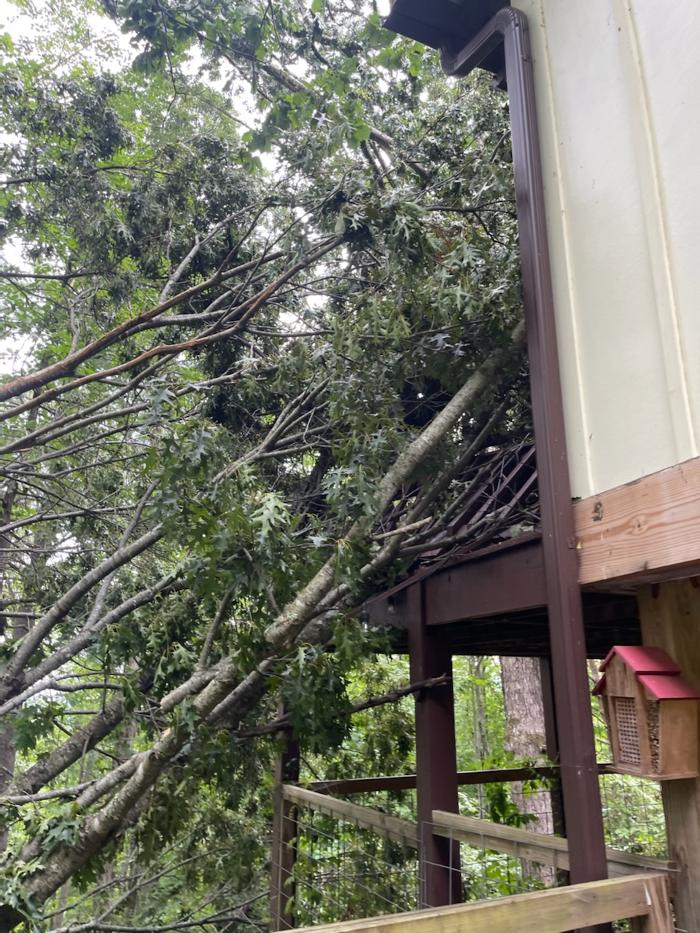 East Coast Tree Service - Candler, NC
