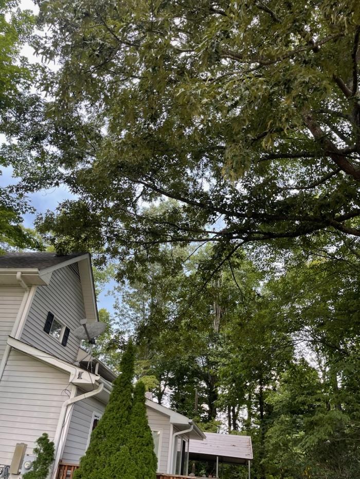 East Coast Tree Service - Candler, NC