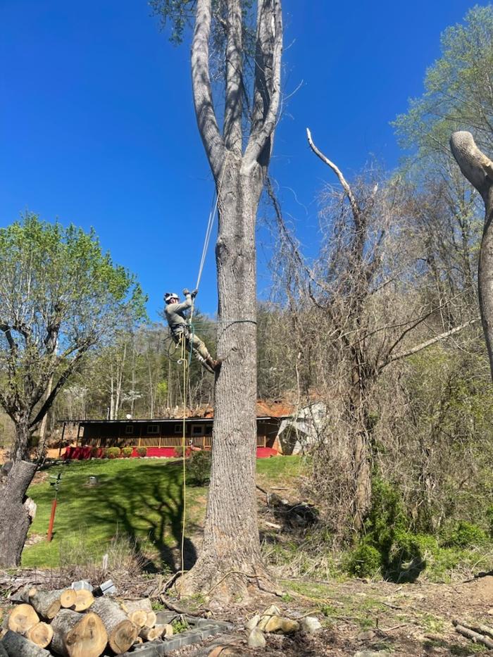 East Coast Tree Service - Candler, NC