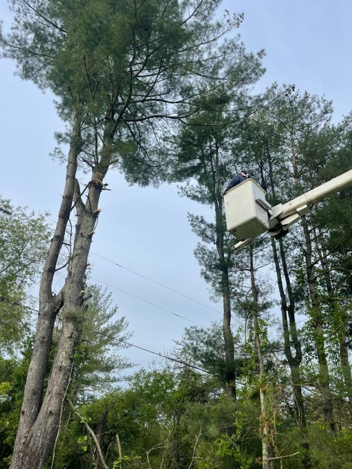 East Coast Tree Service - Candler, NC