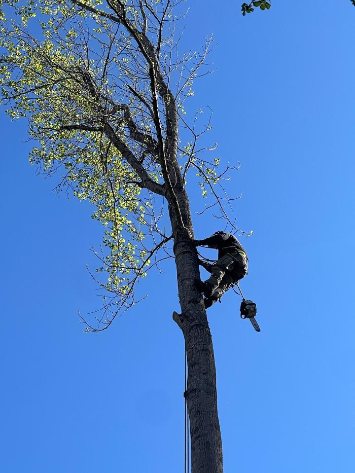 East Coast Tree Service - Candler, NC