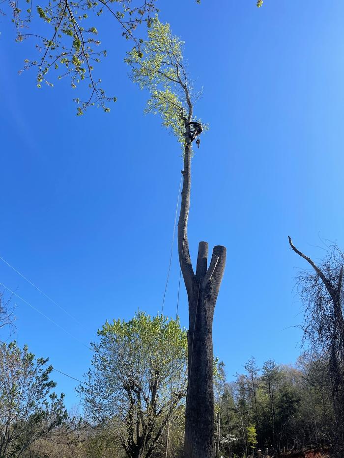 East Coast Tree Service - Candler, NC