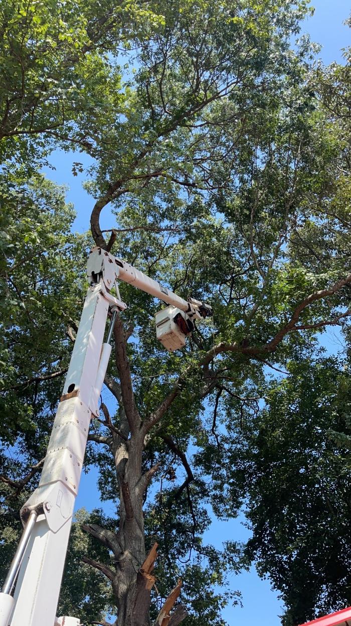 East Coast Tree Service - Candler, NC