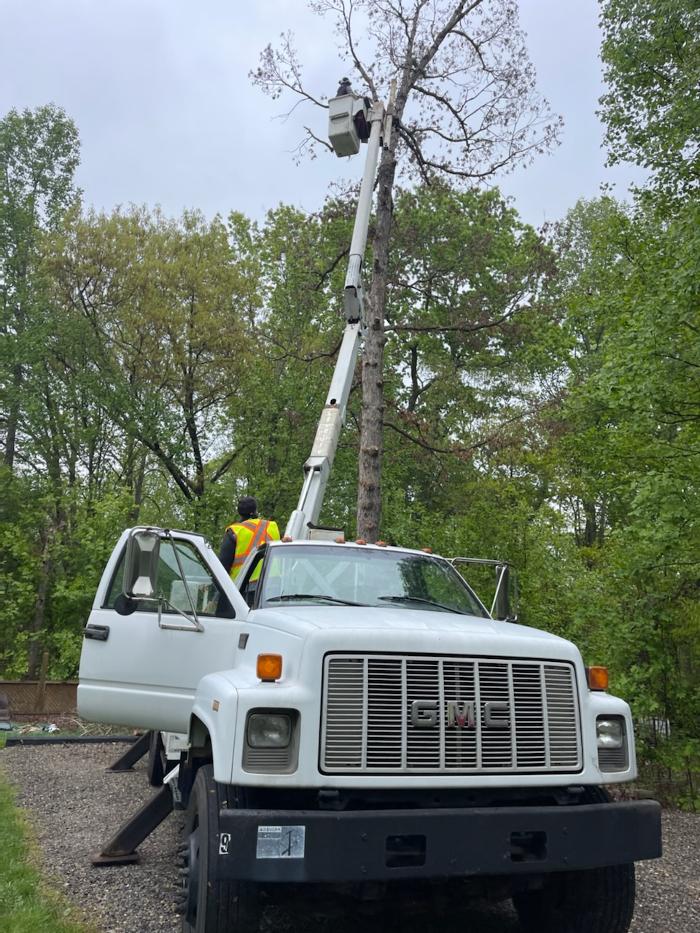 East Coast Tree Service - Candler, NC