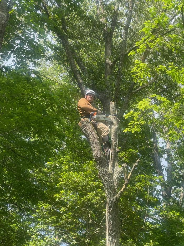 East Coast Tree Service - Candler, NC
