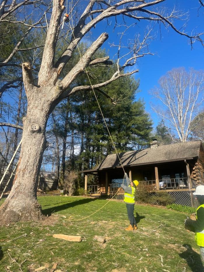 East Coast Tree Service - Candler, NC