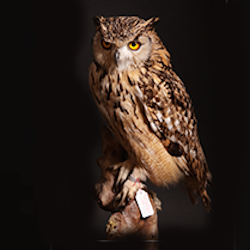 Aux Bécassiers naturaliste, taxidermiste et entomologiste