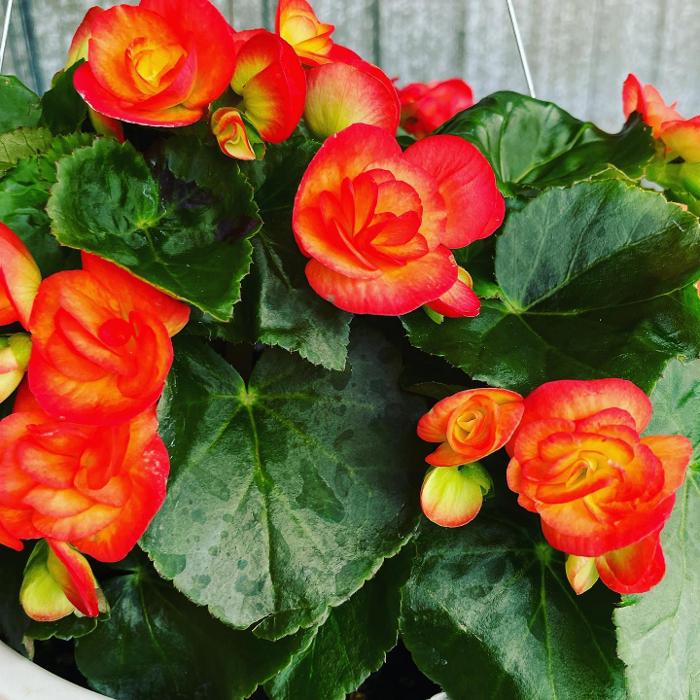 Laurie's Naturescapes Image