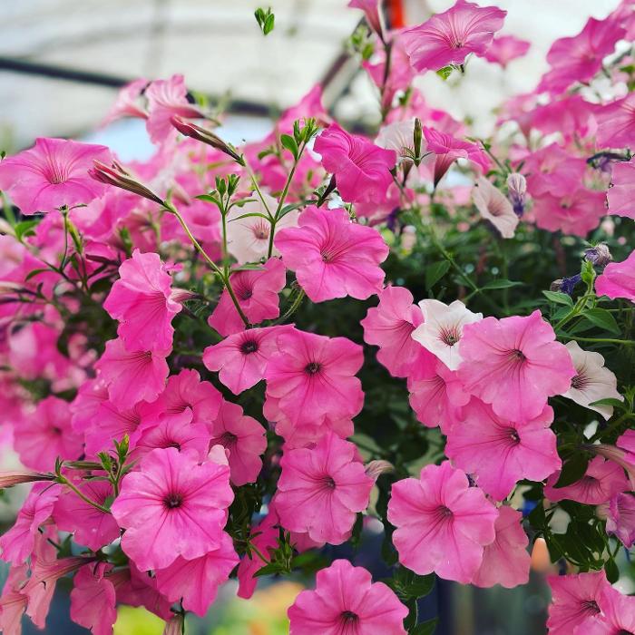 Laurie's Naturescapes Image