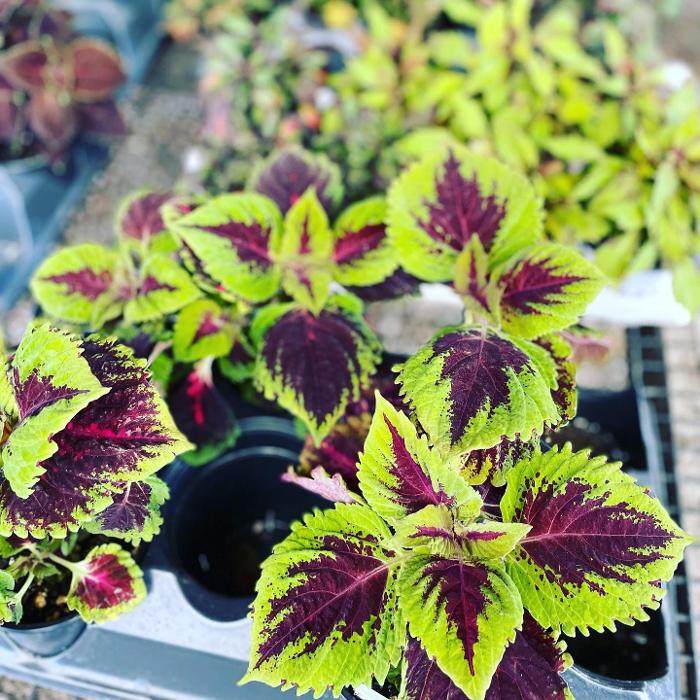 Laurie's Naturescapes Image