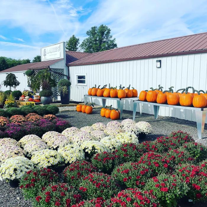 Laurie's Naturescapes Image