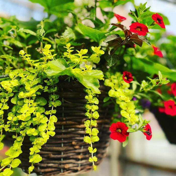 Laurie's Naturescapes Image