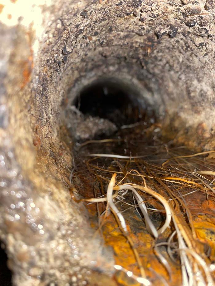 Chicago Drain Tech - Summit Argo, IL