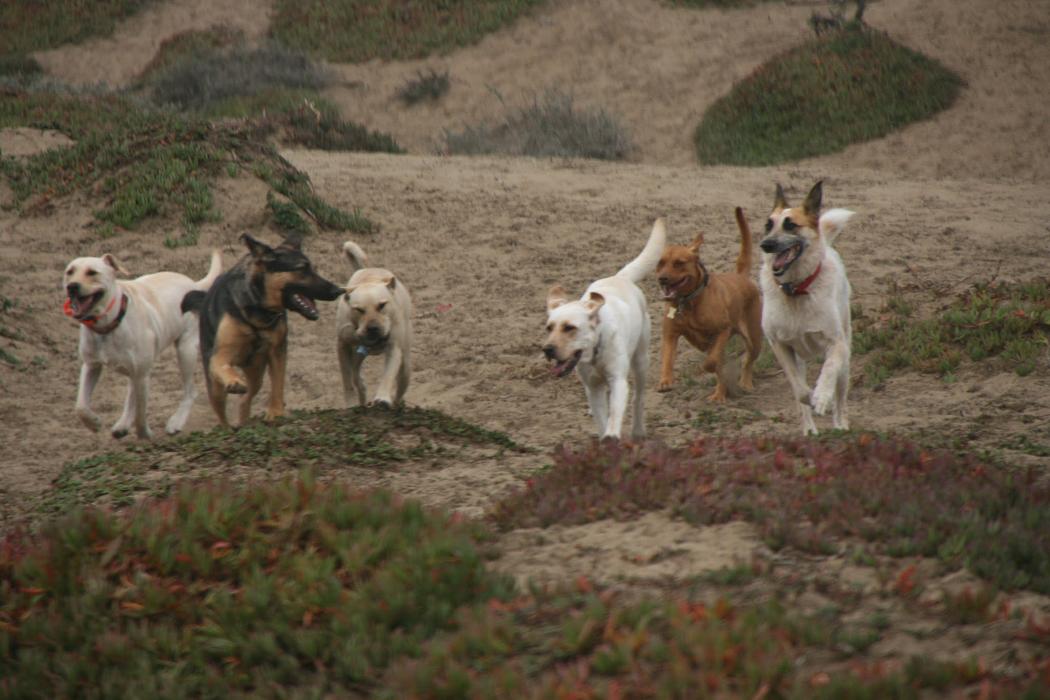 Dog Park Ready Family Dog Training LLC - Atlanta, GA