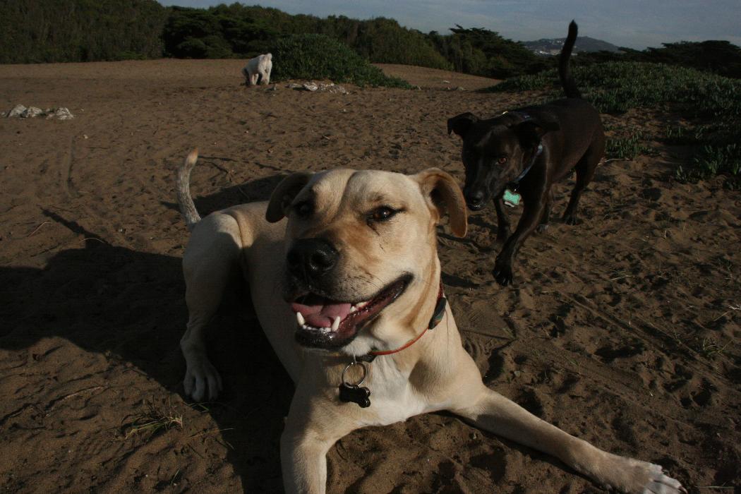 Dog Park Ready Family Dog Training LLC - Atlanta, GA