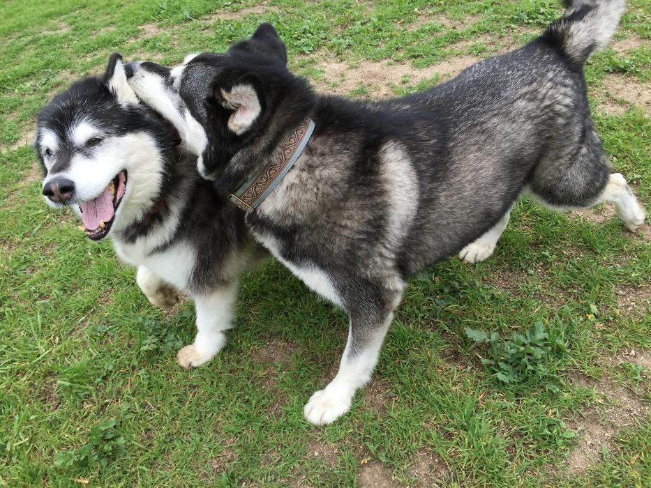 Dog Park Ready Family Dog Training LLC - Atlanta, GA