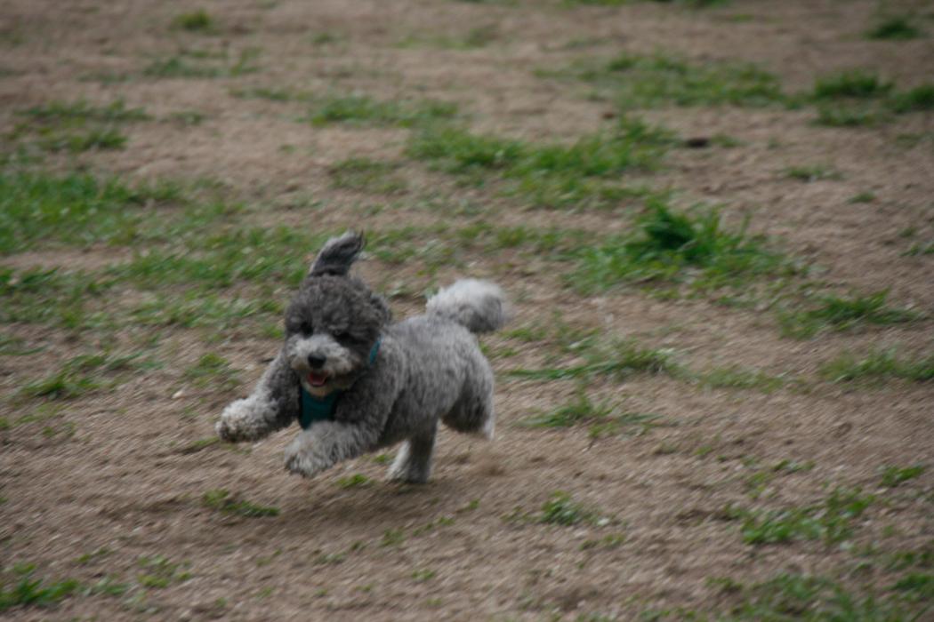 Dog Park Ready Family Dog Training LLC - Atlanta, GA