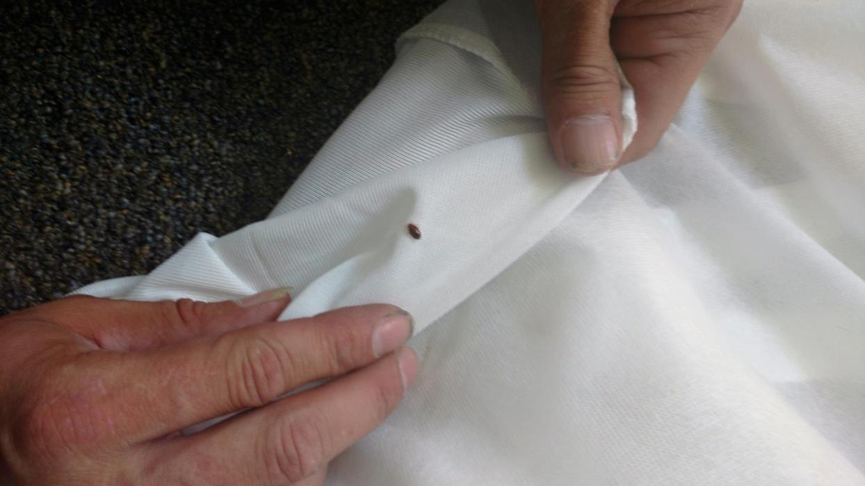 Main Street Pest Control - Mechanicsburg, PA