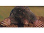 Le Taupier d'Antan service pour animaux