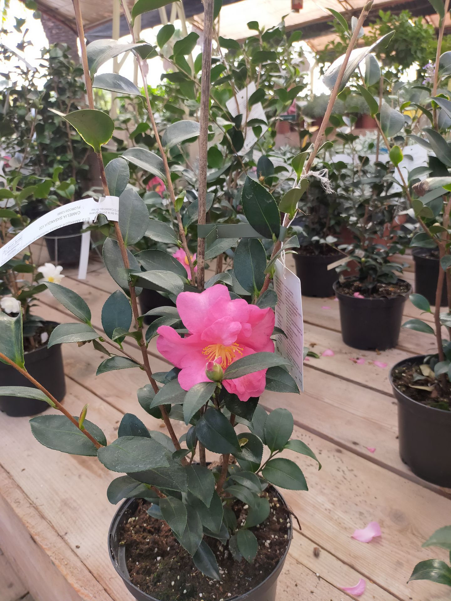 galerie image galerie image