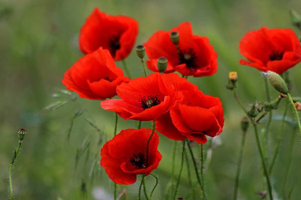 Les Coquelicots