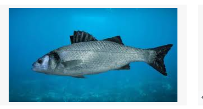 La Poissonnerie des Girondins