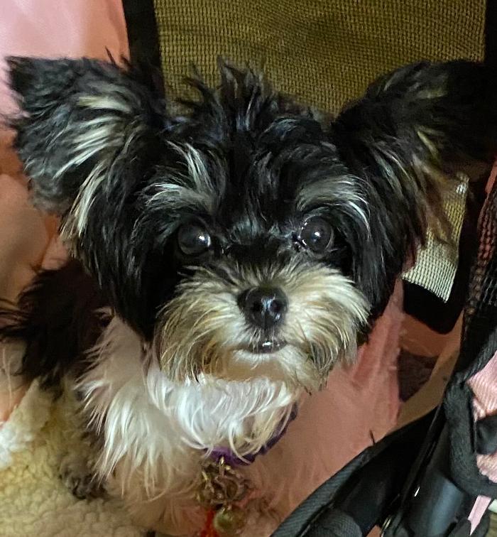 Hackberry Creek Dog Sitting In My Home - Irving, TX