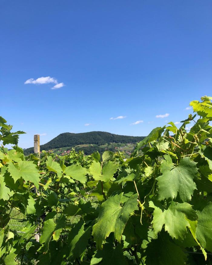 Weinhof Sorger, Patzen in Patzen