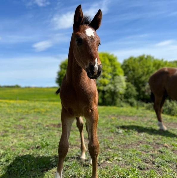 Ecuries Coquel EARL Expert