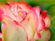 Bouvier Sebastien Expert