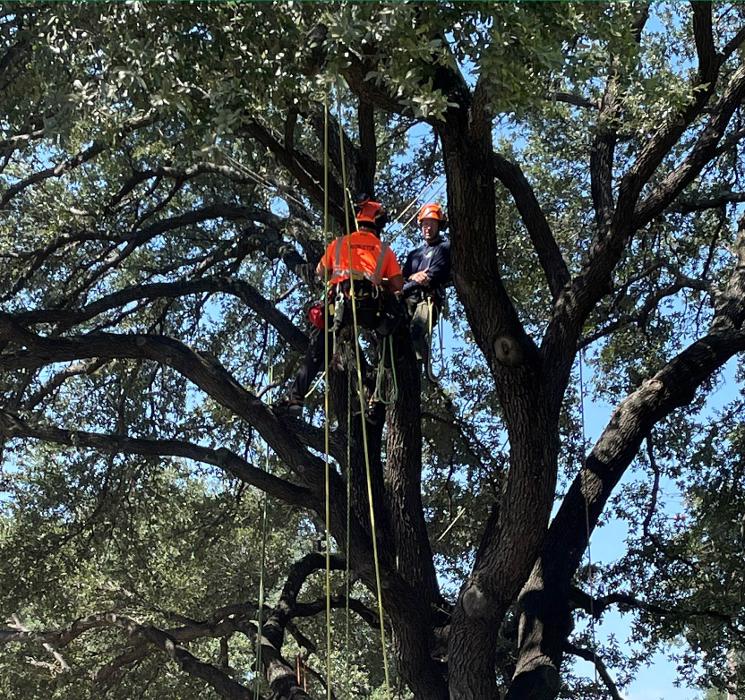 SavATree - Tree Service - Redwood City, CA