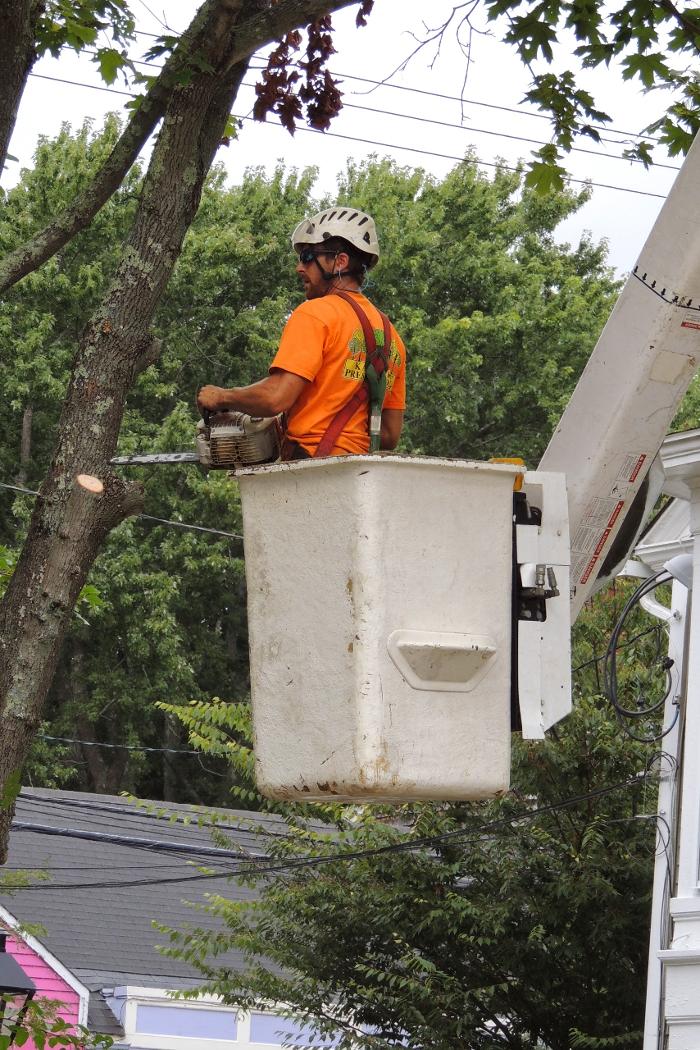 SavATree - Tree Service &amp; Lawn Care Logo