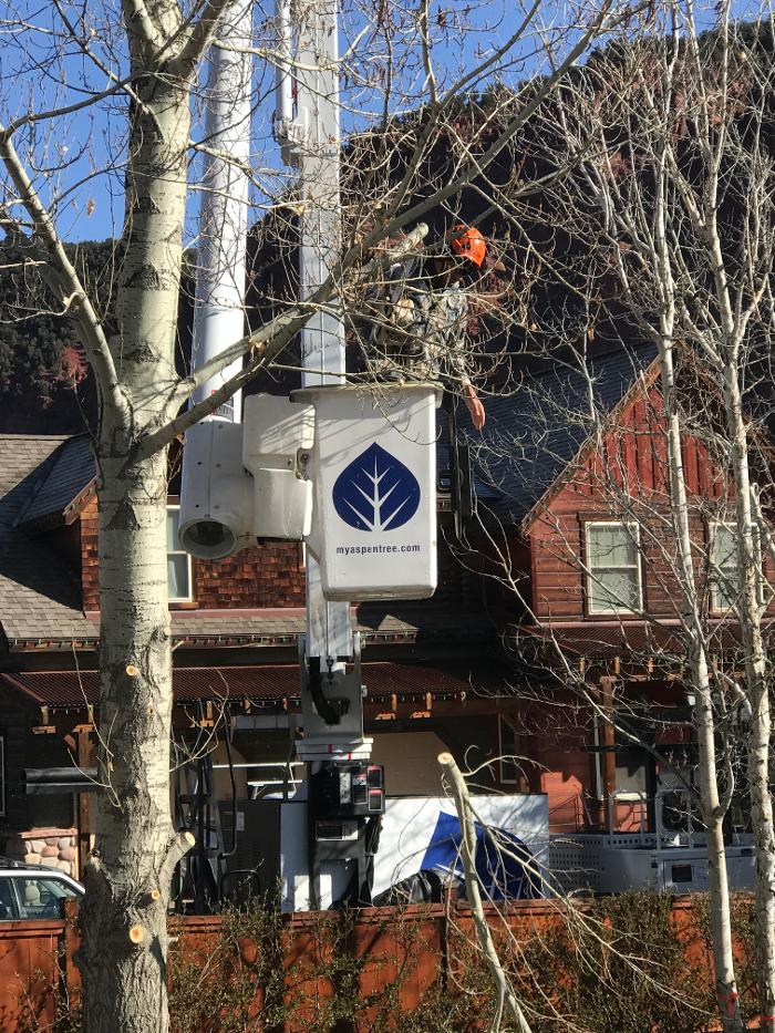 Aspen Tree Service - SavATree Image