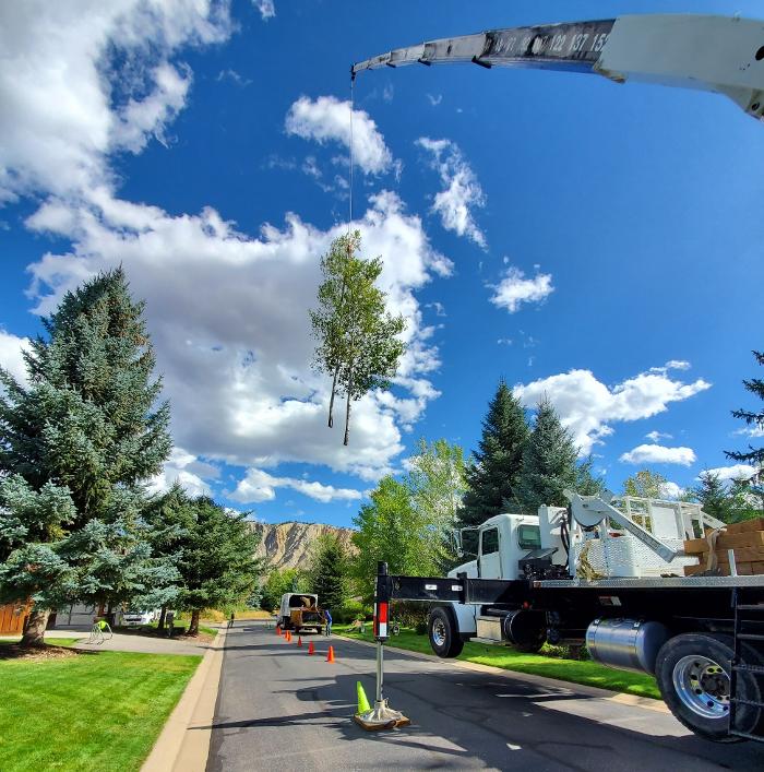 Aspen Tree Service - SavATree Image