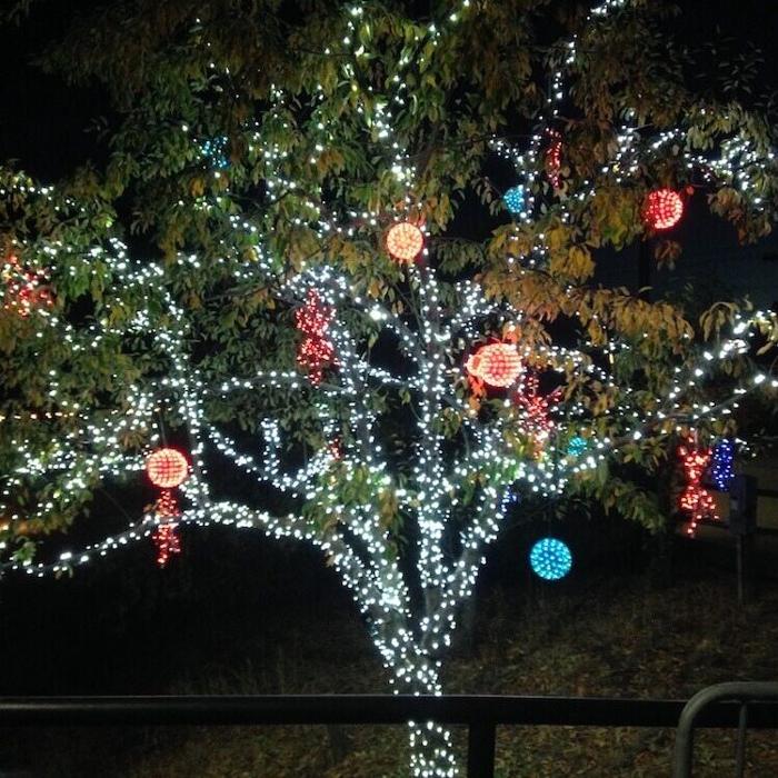 Aspen Tree Service - SavATree Image