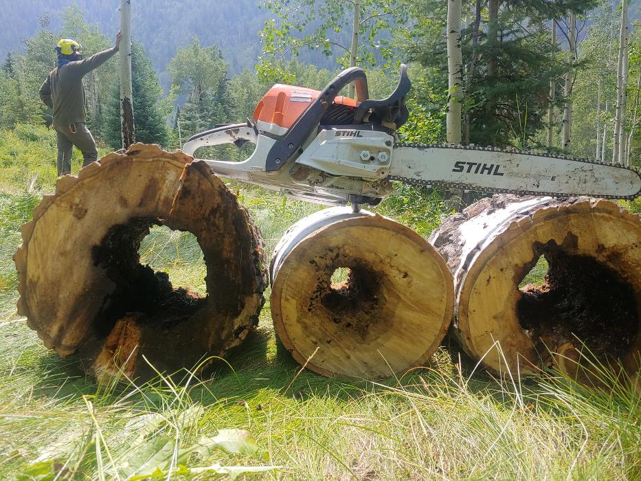 Aspen Tree Service - SavATree Image