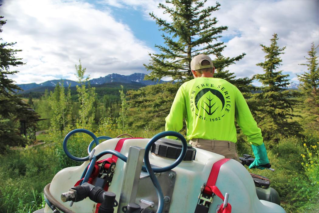 Aspen Tree Service - SavATree Image
