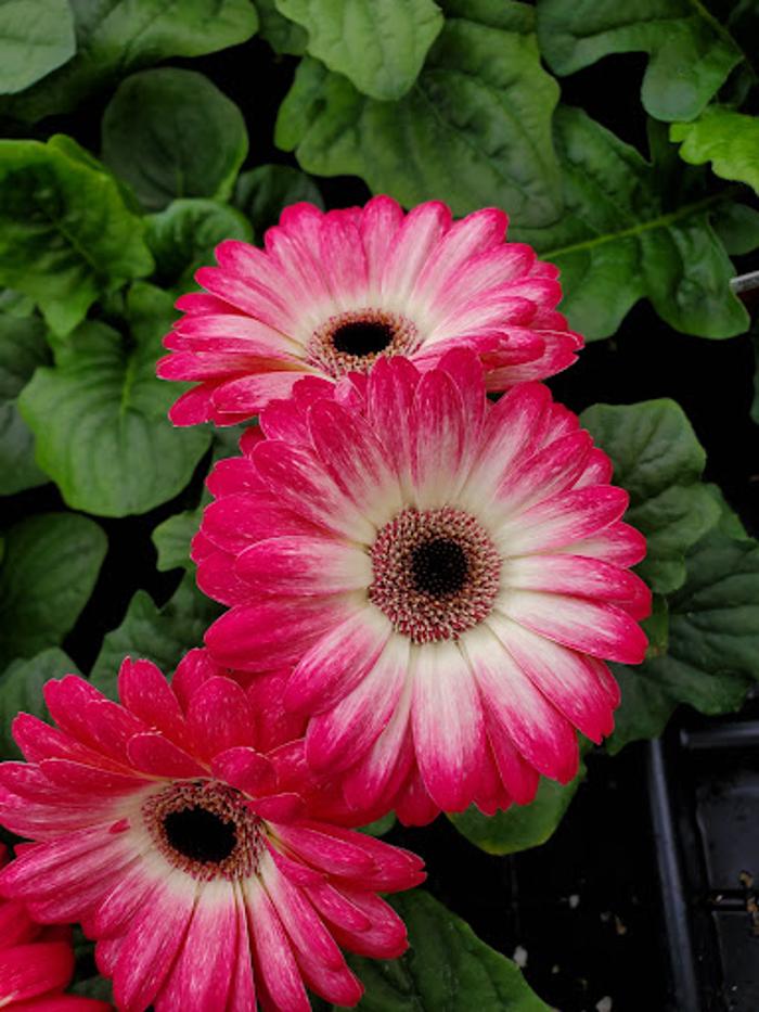 Thomas Greenhouse & Gardens - Mukwonago, WI