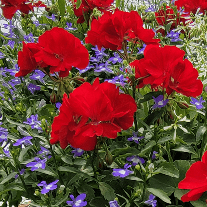 Thomas Greenhouse & Gardens - Mukwonago, WI