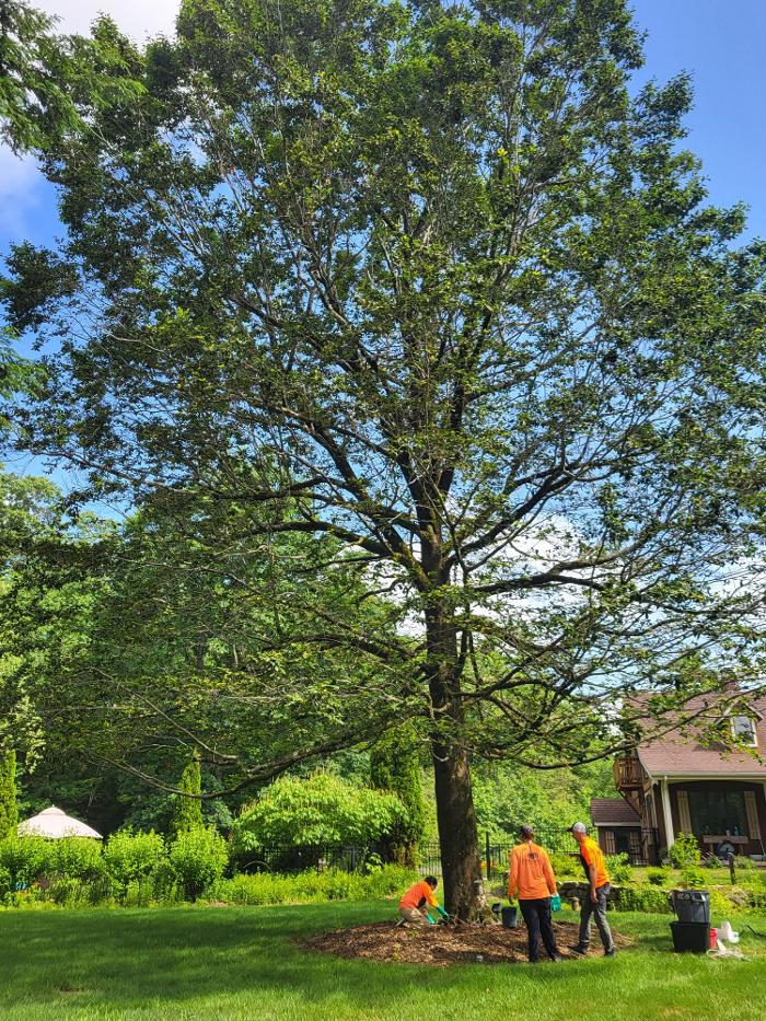 SavATree - Tree Service & Lawn Care