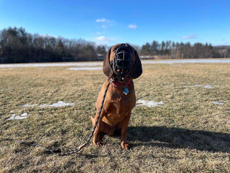 Tiger's Eye K9 Services - Manchester, NH